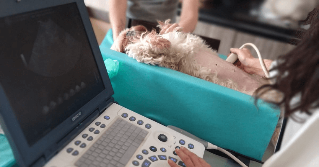 Cachorro sendo examinado por ultrassom com notebook ao lado