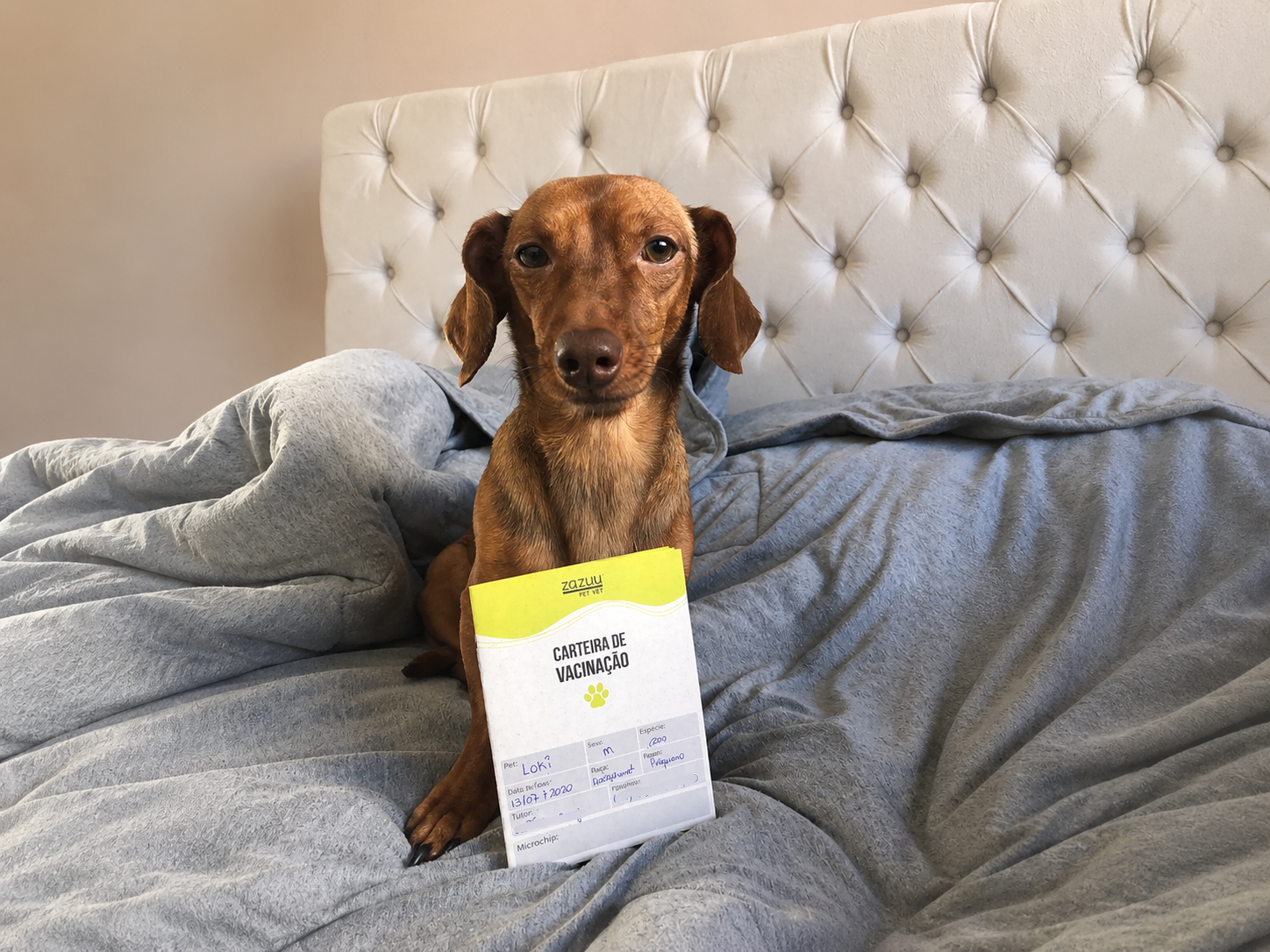 Pet com carteira de vacinação